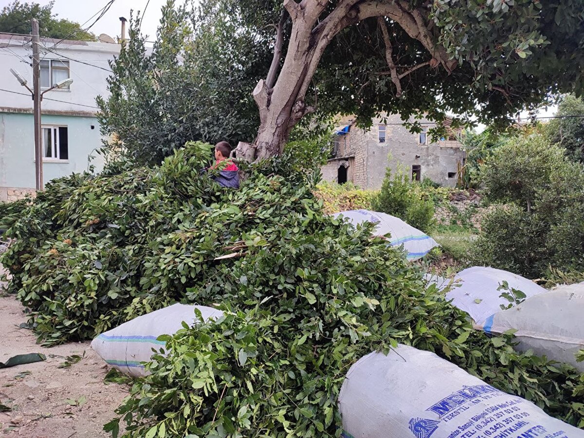 Toptancı Ahmet Yüksel ise, "Şu an defne yaprağının kilosu bin 500 TL. Yaprak veya dal fark etmiyor. Önceden bin TL idi bu yıl fiyatı arttı. Defne ağacının birincisi baharat olarak ikincisi ise yağ olarak kullanılıyor. Bu köylünün geçim kaynağı. Defne ağacını yaprakları Almanya, İsveç, Hollanda ve Amerika'ya ihraç ediliyor" dedi.<br><br>