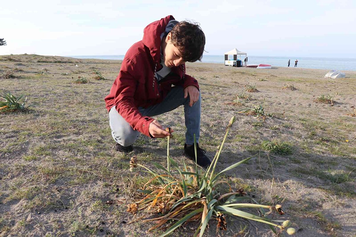 Kocaali ilçesinin kum zambağının ana vatanı olduğunu belirten Sezgin Genç, “Kum zambakları çok ender yetişir burada da anavatanı gibi benimsemiş dolayısıyla bu bölgede çok iyi yetişiyor. Koruma altında Türkiye genelinde ama burada biraz daha ön planda sahil şeridinde komple tabelalar yardımıyla insanlara dokunulması, sökülmesi, buradan alınarak başka bir yere götürülmesi konusunda uyarılar bulunuyor ve yasaklanmıştır ki cezası da ağırdır. Şuan mevsimsel olarak tohumlama dönemi tohumları da koruma altında ve bunlar 24 saat gözetim altındalar” dedi.<br><br>