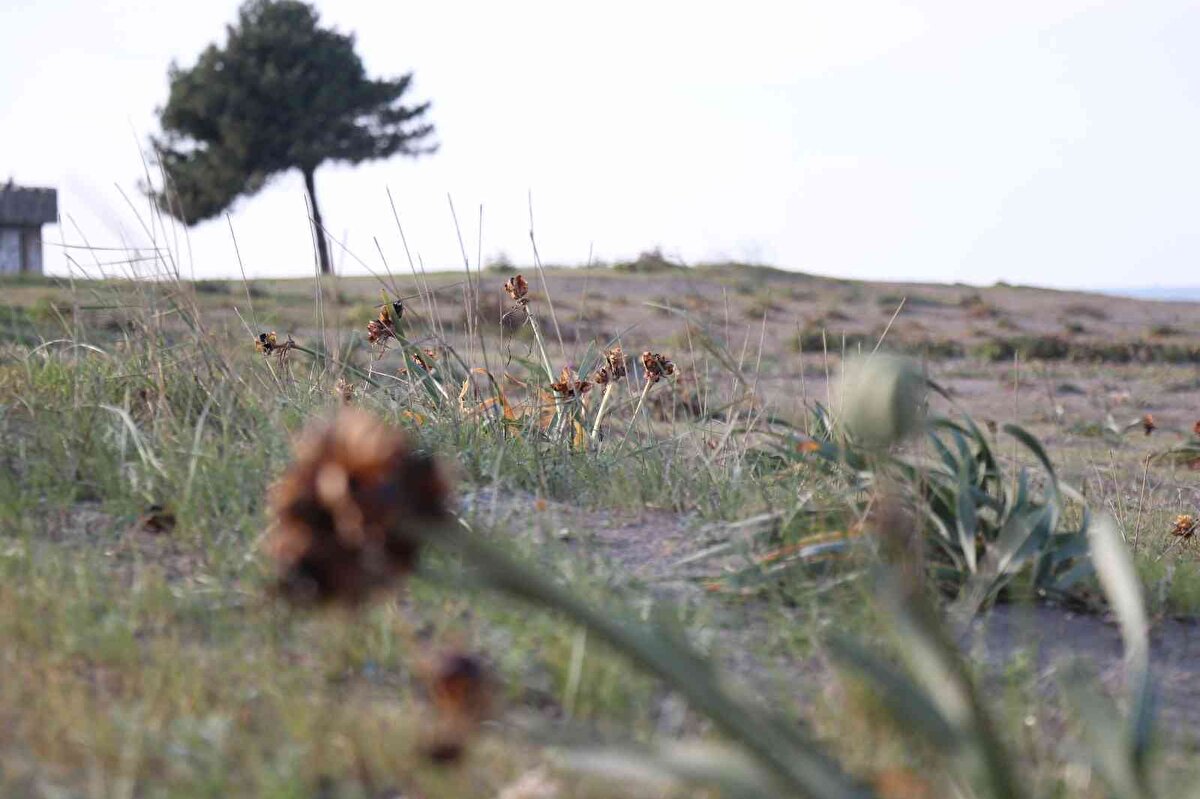 Sakarya’nın kuzeyinde 14 kilometre uzunluğa sahip Kocaali sahiline renk katan kum zambaklarında tohum dökme dönemi başladı.<br><br>