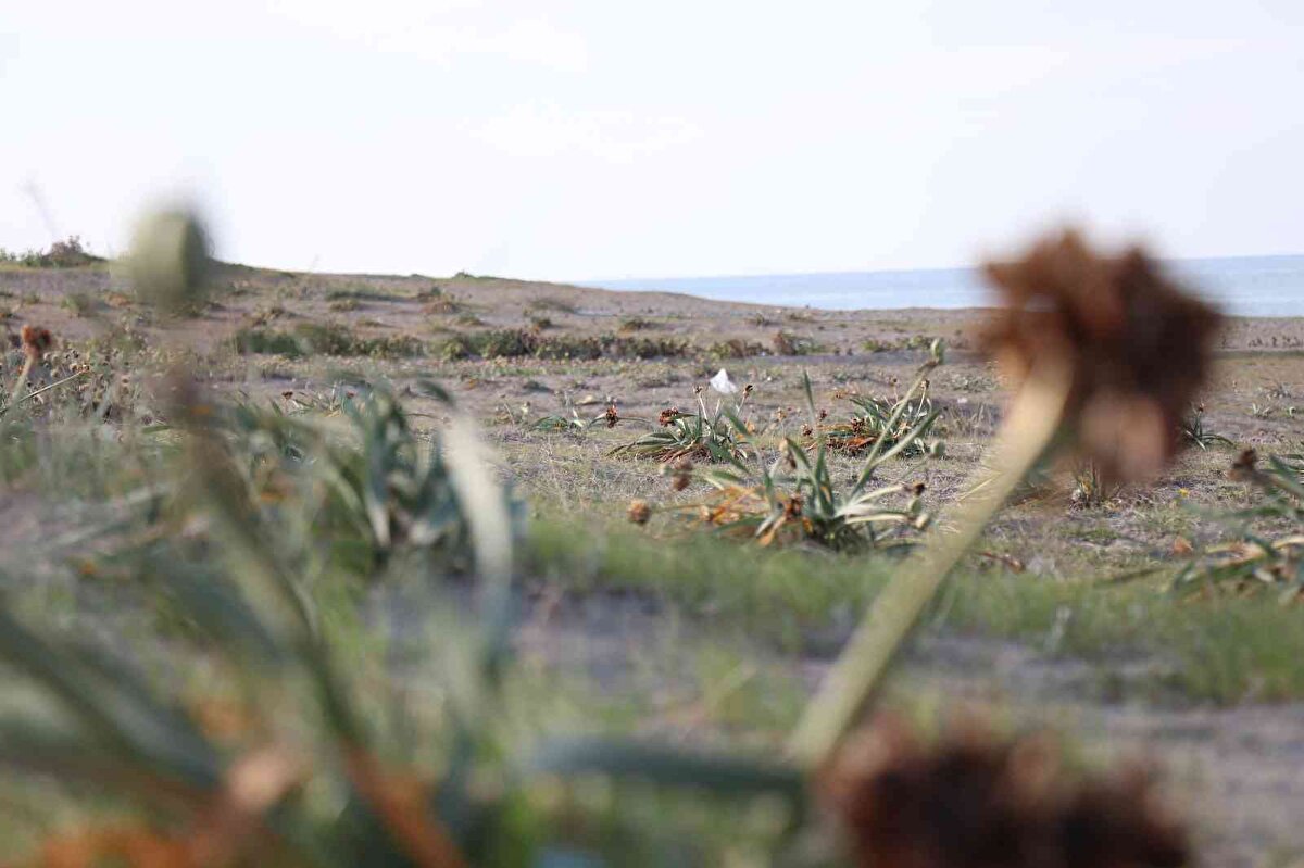Özellikle yaz aylarında kendiliğinden yetişen ve nesli tükenmekte olan çiçekler, görüntüsü ve kokusuyla ilgi çekiyor.<br><br>
