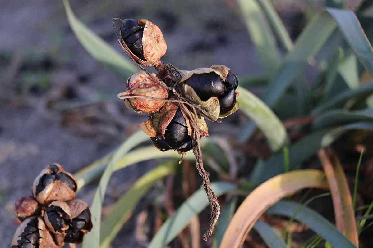 Nesli tükenmekte olan çiçeğin kopartılmasının cezasının ağır olduğunu aktaran Genç, “Kum zambağının sökülmesinin cezası bildiğim kadarıyla 80 bin lira değerinde. Cezası ağır, sebebi ise Türkiye’de kum zambağı çok zor yetişir ama maalesef bazı insanlar bunu bilmiyor. Bilmedikleri için de kopartıyorlar. Bana göre bunların her birinin kök derilerinin kodlanması, numaralandırılması ve numara itibarıyla bunların tek tek kontrol edilmesi gerekiyor ki söküldüğü anlaşılsın” şeklinde konuştu.<br><br>