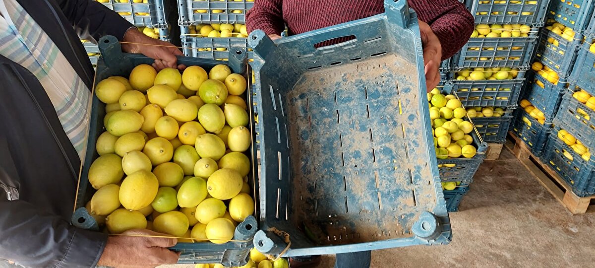 Türkiye’nin narenciye ihtiyacının 3’te 1’ini karşılayan Adana’da limonun kilo fiyatı halde 25 kuruşa kadar düştü.<br><br>