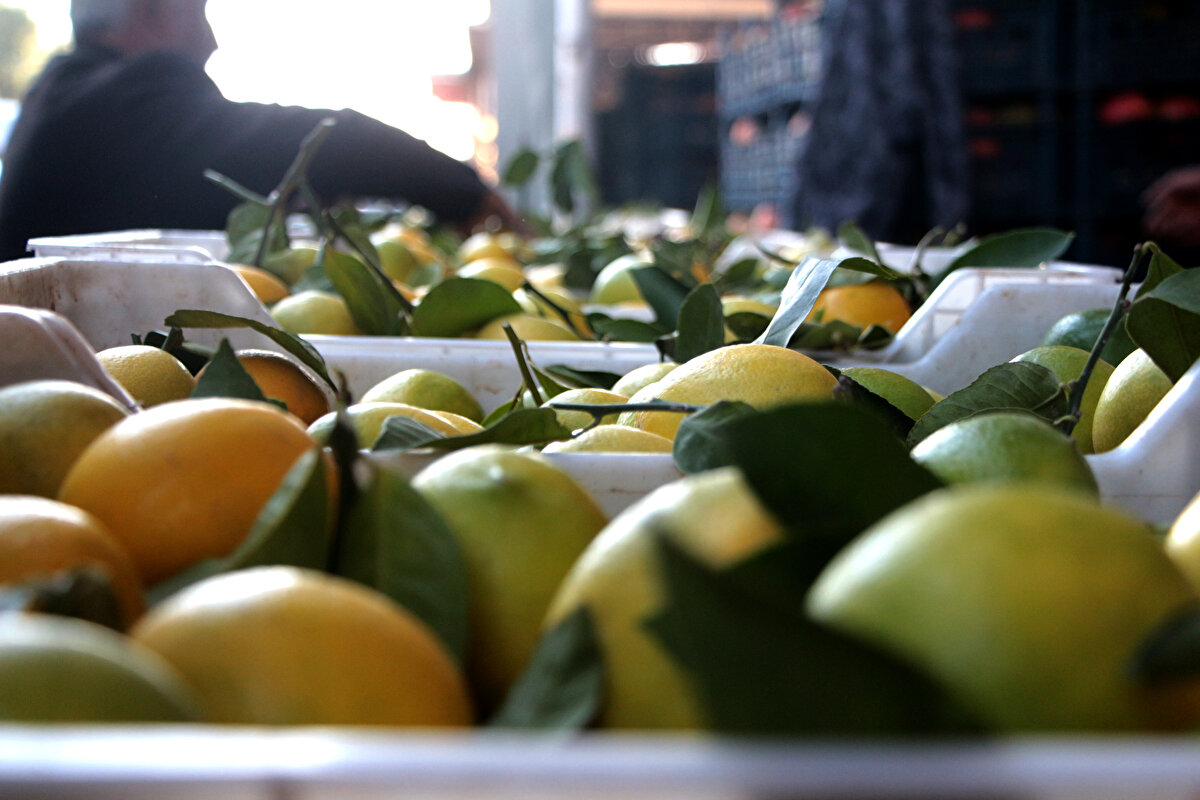 Batman, ürünlerin taşındığı 20 kiloluk boş plastik kasanın içindeki üründen daha pahalı olduğunu  belirterek, "Plastik kasa şu anda 17 liradan satılıyor. Kasaya koyduğumuz orta kalite limon 10 lira, en kaliteli limon 12 lira yapıyor’’ ifadelerini kullandı.<br><br>