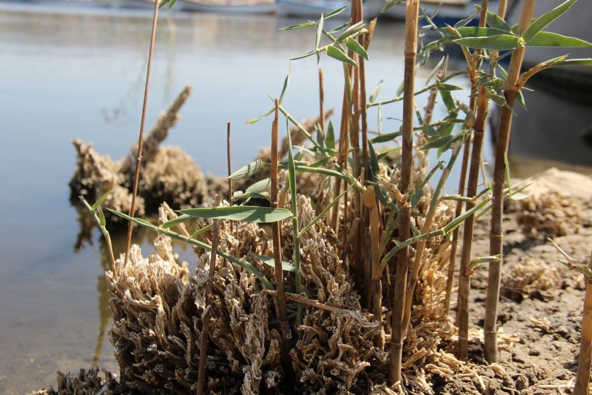 Bafa Gölü gibi büyük ekosistemlere giren istilacı türlerin ortamdan tamamen uzaklaştırılmasının zor olduğunu belirten Sürücü, “Göllerin dip çamurlarının ve zeminle kıyı kesimlerinde biyolojik ve mekanik temizlik yapılmalı. Göle temiz su kaynağı verilmeli, tarım ve sanayinin etkisi kontrol altına alınmalı. Göldeki biyolojik çeşitlilik artırılarak, denge sağlanmalı, gölün su seviyesi ve devinimleri korunmalı. Solucanların yakın formlarını izole etmek gerekir. Yoksa giderek artar, çözümü daha zor olur” diye konuştu.<br><br>