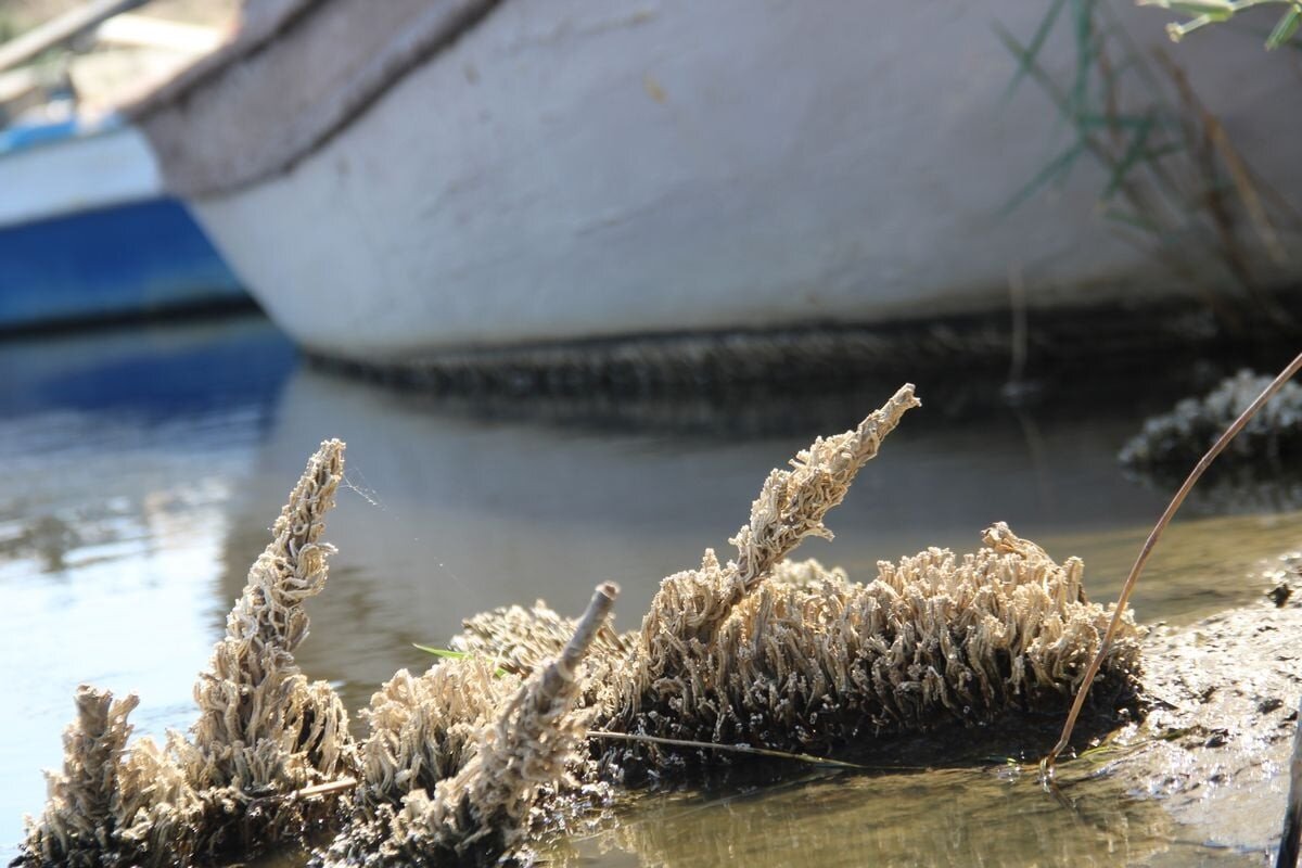 Gölün en büyük sorununun çevresel sorunlar olduğunu söyleyen Sürücü, “Çevresindeki yöre insanlarına, balıkçılara, turizm işletmelerine önemli katkı sağlayan Bafa Gölü’nün sağlıklı olması, biyolojik çeşitliliğin devamlılığı açısından önemli” şeklinde konuştu.<br><br>