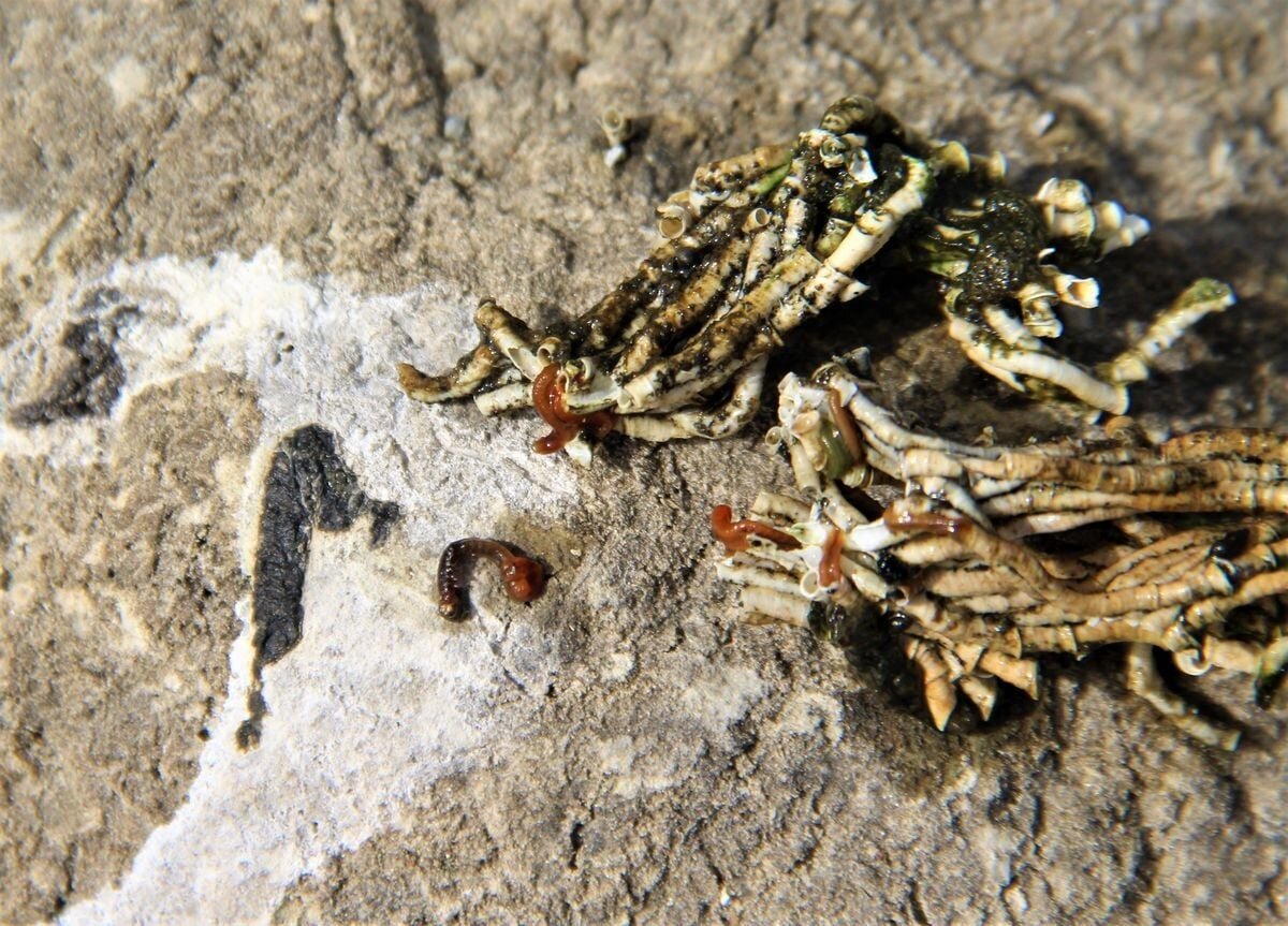 Aydın'daki Bafa Gölü’nde kuraklığın etkisiyle Avustralya tüp kurtları istilası başladı.<br><br>Ekosistemi Koruma ve Doğasevenler Derneği (EKODOSD) Başkanı Bahattin Sürücü, biyolojik çeşitliliği ile önemli göllerden olan Bafa'da biyolojik tehlikenin önüne geçilmesi adına erken müdahale edilmesi çağrısında bulundu.<br><br>