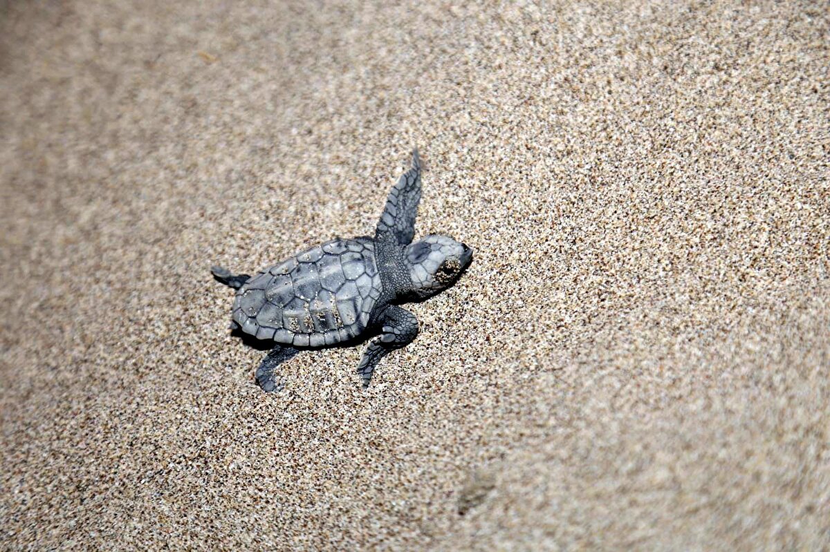 PAÜ Öğretim Görevlisi ve DEKAMER Koordinatörü Doğan Sözbilen ise deniz kaplumbağalarının farklı coğrafyalarda sıcak iklimlere ihtiyaç duyduğunu belirterek, "İhtiyaçları içerisinde yuvalama kumsalları ve beslenmek için göç halindeler. Deniz kaplumbağaları küresel iklim değişikliğinden ciddi derecede etkilendi. Bununla ilgili çalışmalarımız sürüyor" dedi.<br><br>