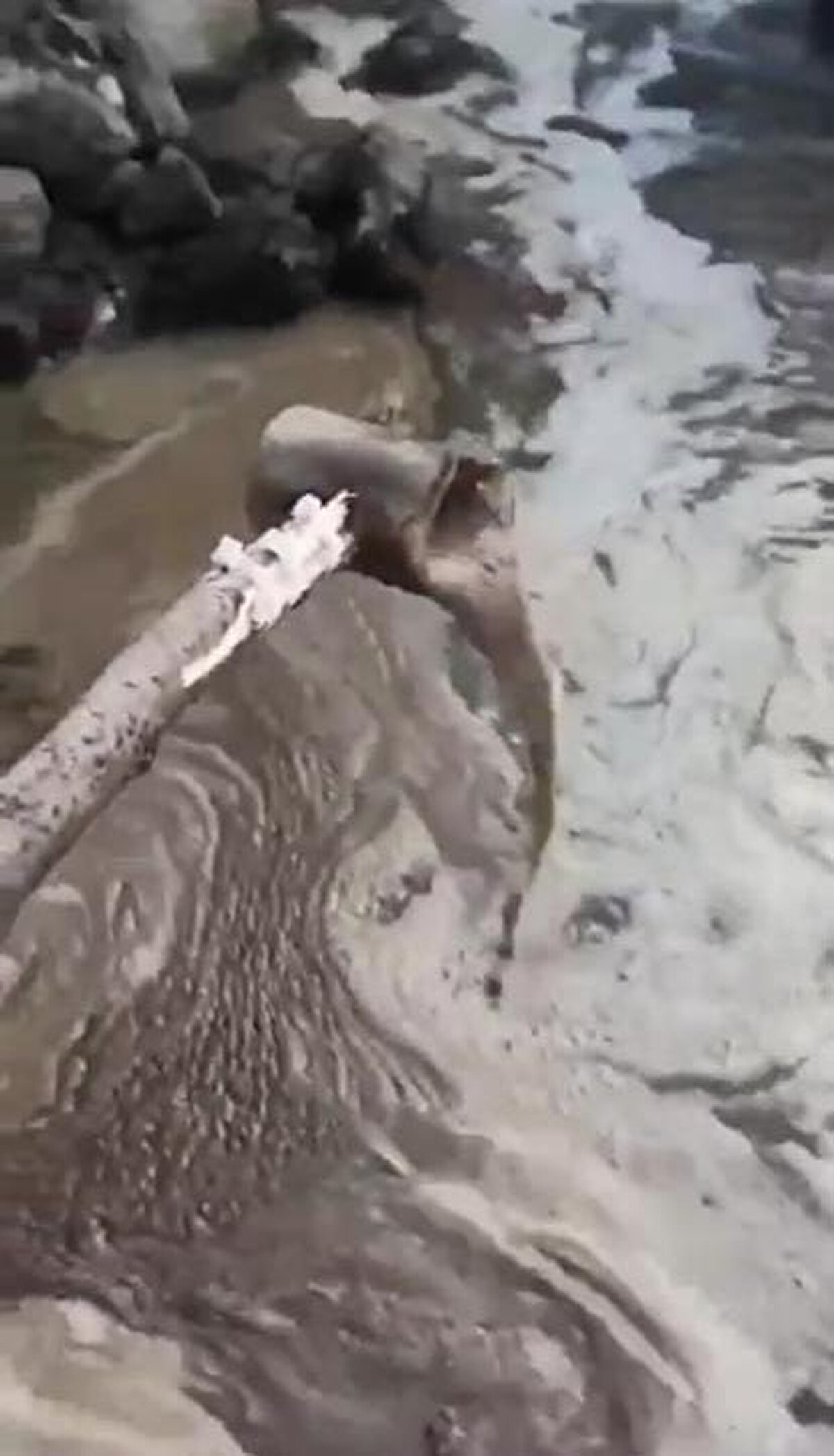 Dilovası'ndaki Dilderesi'nde fabrikaların atık suları nedeniyle kirlilik oluştu. 