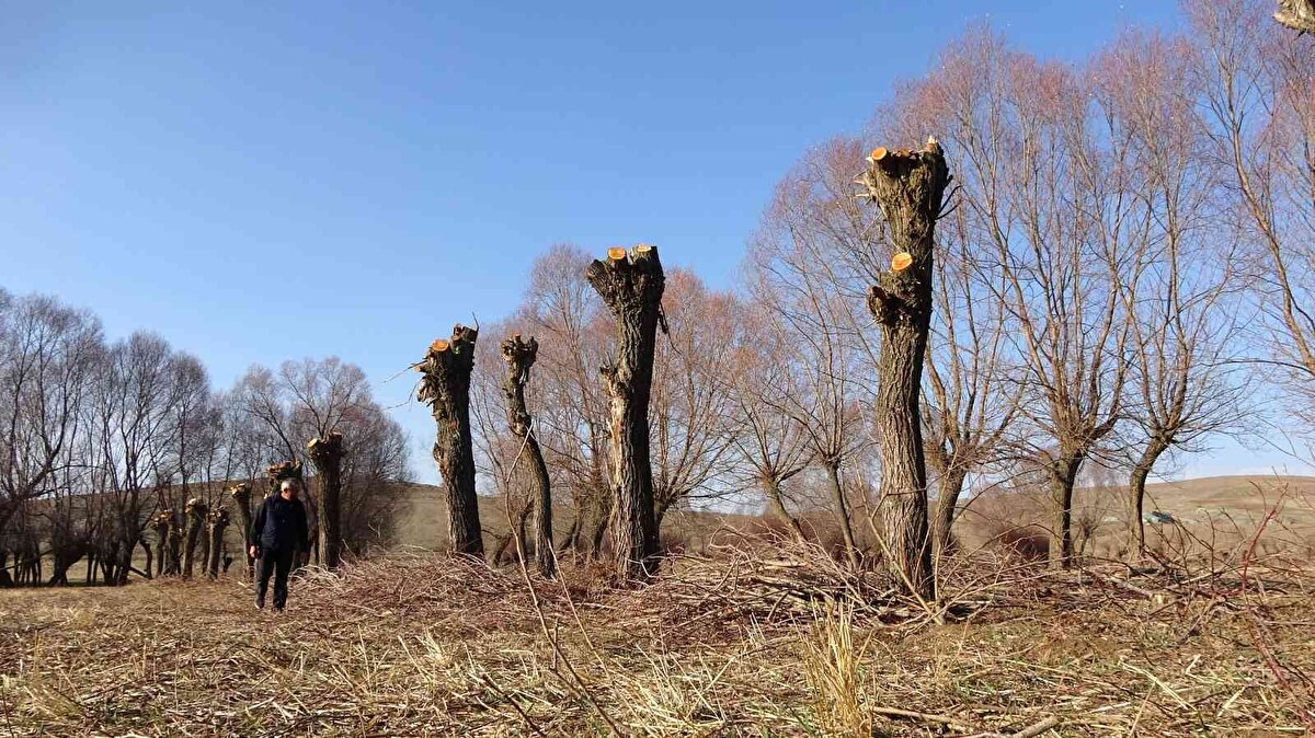 Kış mevsiminin gelmesiyle birlikte dalları kesilen ağaçlar görenlerin dikkatini çekiyor. Odun ihtiyaçlarını karşılamak için ağaçları tamamen kesmeyen köylüler, bu yöntemle her bir ağaçtan 3-4 yılda bir odun elde ediyor.