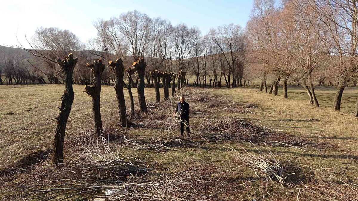 Sivas'ın Yıldızeli ilçesine uzaklığı 25 kilometre olan Subaşı köyü, dalsız ve yapraksız ağaçlarıyla dikkat çekiyor. 