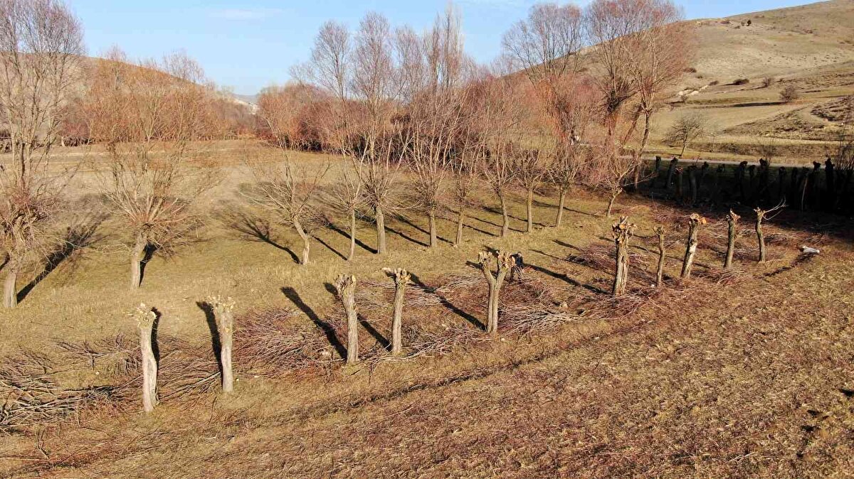 Bizde artık kendi diktiğimiz odunu kesiyoruz. Kökten kestiğimizde tekrar yetişmiyor. Üç senede bir yetiştiği için sadece baş tarafını kesiyoruz. ÜÇ sene sonra bir daha yine kesiyoruz. Kesimi içeri taşımasıyla beraber 1 hafta 10 gün sürüyor" dedi.