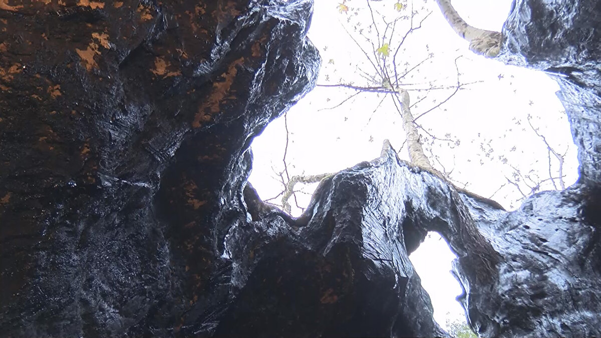 Anıt ağaçların bakımlarının önemli olduğunu vurgulayan Doç. Dr. Çoban, "Ağacın korunması ve gelecek kuşaklara aktarılabilmesi için üzerindeki hastalıklı kısımlar temizlendi ve ilaçlandı. İstanbul Üniversitesi Cerrahpaşa Orman Fakültesi bünyesinde ağacın korunmasıyla ilgili proje geliştirildi" diye konuştu.<br><br>