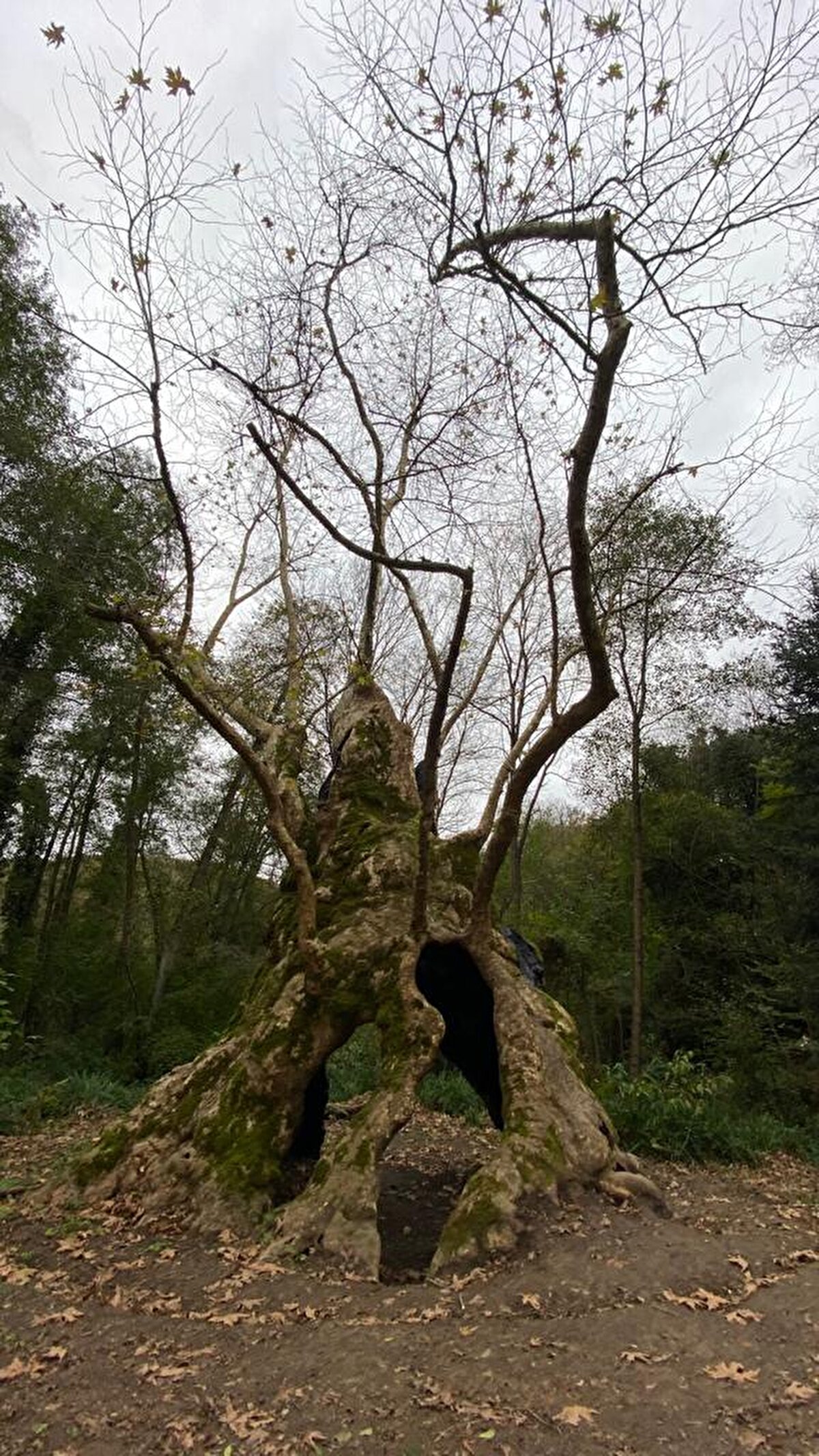 İstanbul'un en yaşlı ağaçlarından bir diğeri de 600 yıllık Ahtapot çınarı. Fiziksel özellikleriyle ön plana çıkan ve devasa bir yapıya sahip olan Ahtapot çınarı, ismini etrafa açılmış dev dallarından alıyor. <br><br>