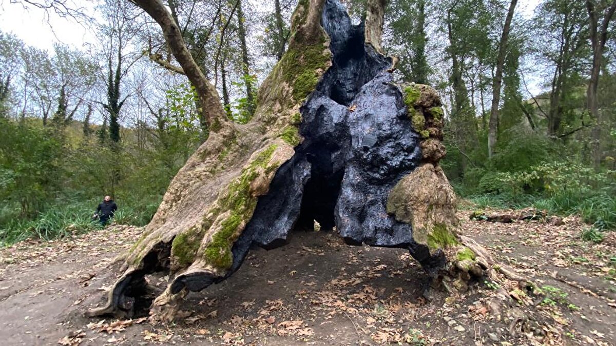 Bu ağaçlardan bazıları Sarıyer Bahçeköy'de bulunan İstanbul Üniversitesi Cerrahpaşa Orman Fakültesi Araştırma ve Uygulama Ormanı'nda uzman kişiler tarafından korunuyor.<br><br>