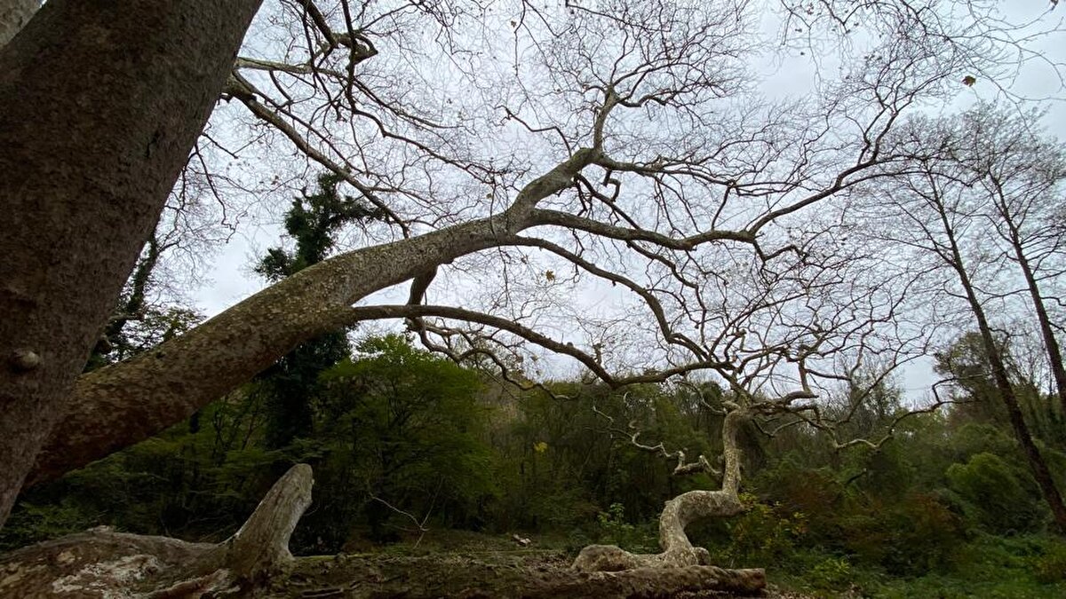 Uygulama Ormanı'nda bulunan en yaşlı ağaçsa bin 300 yıllık Doğu Çınarı. Bizans döneminden Cumhuriyet dönemine kadar birçok tarihi zamana tanıklık eden bu ağacın boyu 12, çapıysa 4 buçuk metre.<br><br>