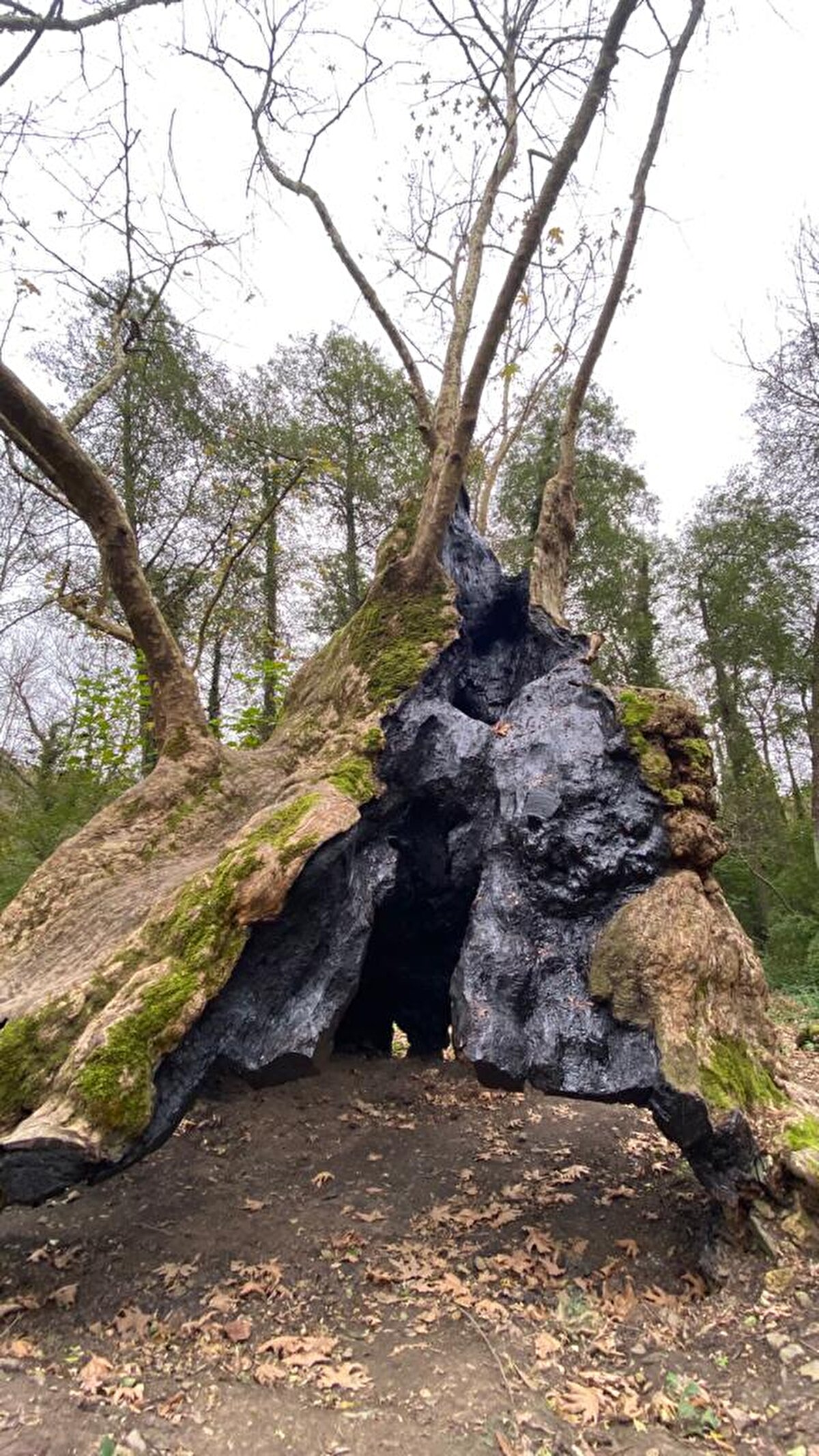 Görünümüyle oldukça dikkat çeken bu ağacın gövdesinin içi, çürümeler nedeniyle boşalmış durumda.<br><br>