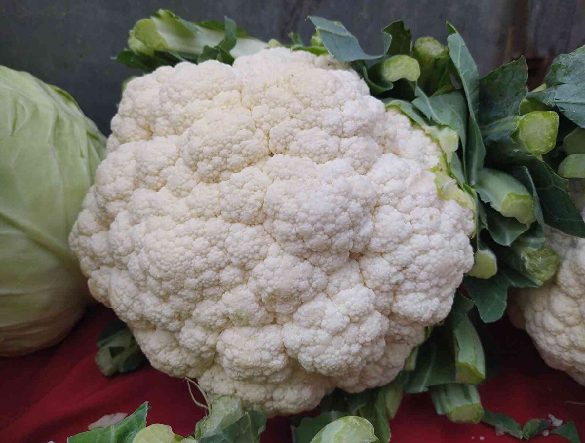 Bursa'da Reyhan Pazarı'nda karnabahar ucuzladı. Geçtiğimiz haftalarda tanesi 10-15 liraya satılan karnabaharlar, yeni mahsullerin çıkmasıyla ucuzladı. Tezgahında iriliğine göre karnabaharları 6 ila 10 liraya satan Mehmet Yılmaz, sağlığa birçok faydası olan karnabaharların kış sofralarının vazgeçilmez sebzelerinden olduğunu söyledi.<br><br><br>