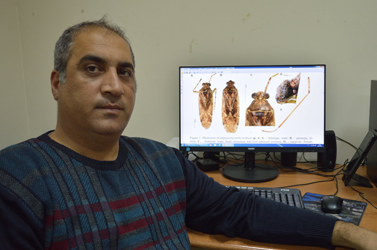 Barış Çerçi tarafından tanımlanan türe, Prof. Dr. Serdar Tezcan'ın önerisiyle, Türkiye Cumhuriyeti'nin ilk bitki korumacılarından, zirai mücadele araştırma enstitülerinin kurucularından ve 1950'lerde Tarım Bakanlığı yapmış merhum Nihat Şevket İyriboz'un adı verildi.<br><br>Yeni türün ismi 'Phytocoris iyribozi' oldu. 'Phytocoris iyribozi' ile ilgili yayın, geçen ay 'Zoology in the Middle East' dergisinde yer aldı. Böcek türünün örneklerinin İzmir'deki Lodos Entomoloji Müzesi'nde (LEMT) saklandığı belirtildi. Yeni türün beslenme davranışları da yapılan araştırmalar sonucu ortaya çıkacak.<br><br>'TÜRÜN ERKEĞİ VE DİŞİSİ İZMİR'DE'<br><br>Fırat Üniversitesi Biyomühendislik Fakültesi Öğretim Üyesi Prof. Dr. İnanç Özgen, "Bu yeni bir tür, dünyada ilk defa tespit edildi, Mardin’in Ömerli ilçesinde kiraz bahçelerinde bulundu. Türün zararlı veya faydalı olduğu yönünde herhangi bir kaydımız yok. Türün erkeği ve dişisi İzmir Lodos Entomoloji Müzesi'nde saklanıyor. Bu türün bizim için en onur verici yönü; tarım bakanı olan, ülkemiz tarımına ve zirai mücadele enstitülerinin açılmasına katkıda bulunan Nihat Şevket İyriboz adına isimlendirilmesi. Bu türün yayını Zoology in the Middle East dergisinde yayınlandı. Ülkemize hayırlı olsun" diye konuştu.