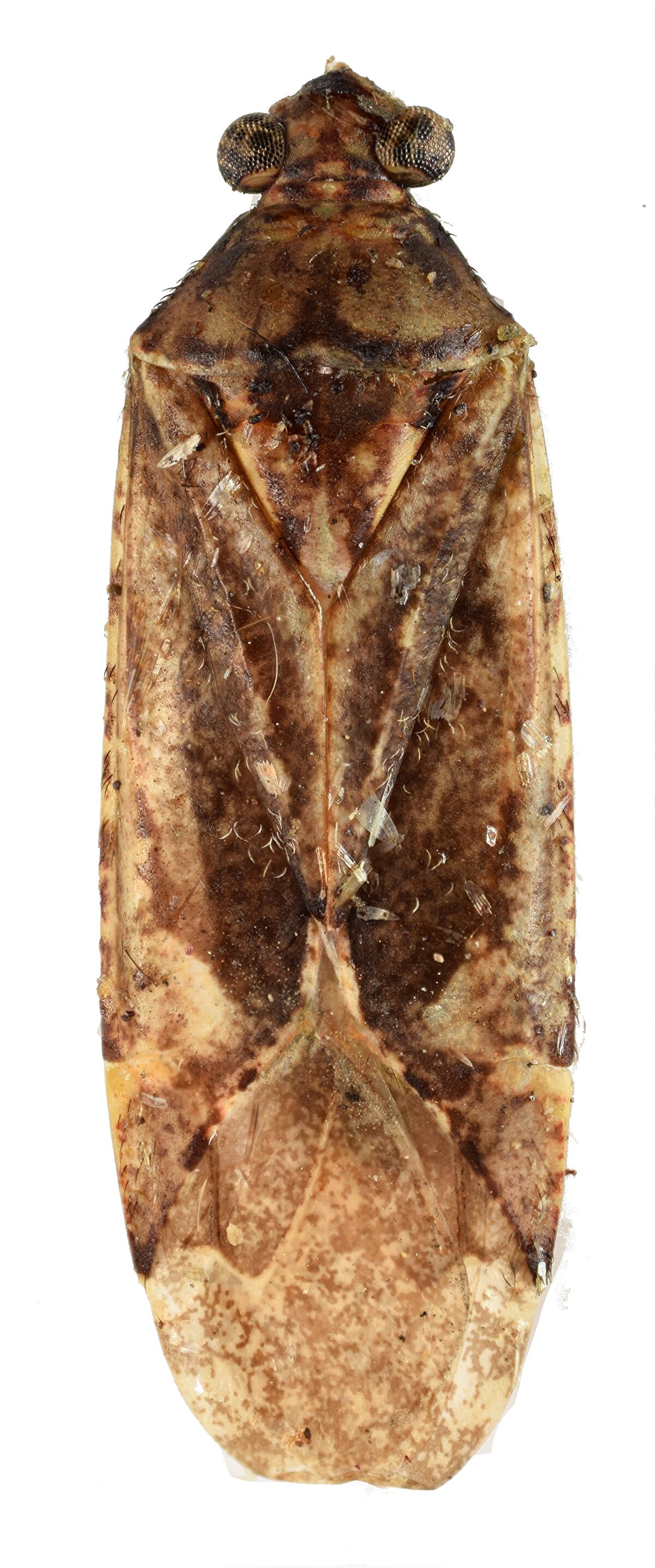 Çalışmayı, Fırat Üniversitesi Biyomühendislik Fakültesi Öğretim Üyesi Prof. Dr. İnanç Özgen, Ege Üniversitesi Ziraat Fakültesi Entomoloji Anabilim Dalı Öğretim Üyesi Prof. Dr. Serdar Tezcan ve Hacettepe Üniversitesi Tıp Fakültesi öğrencisi Barış Çerçi yaptı.<br><br>