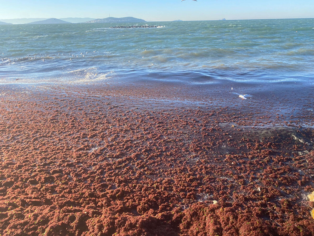 Sahilde spor yapan Özlem Zenginyürek, "Bu mevsimlerde oluyor sanırım. Birkaç gündür fazla var sahil kıyılarında, belediye ekipleri bunlarla ilgili çalışma yapıyor. Bugün çok fazla lodos var. Bunun da etkisiyle kıyıya taşınma olabilir. Umarım en kısa zamanlarda temizlenir" dedi<br><br>