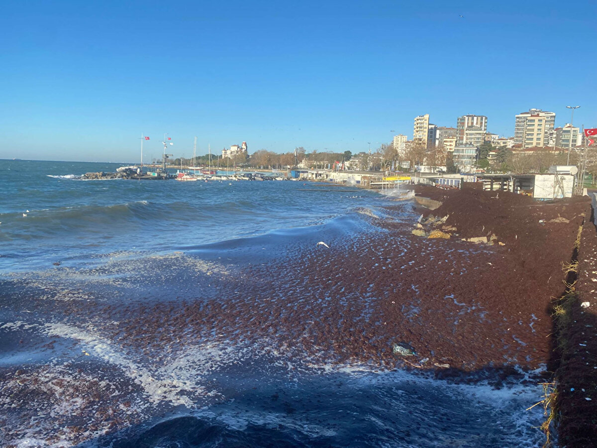 Bir başka vatandaş, "Yosunlar nedeniyle sahilin durumu çok kötü, buranın temizlenmesi lazım. Bostancı sahiline kadar yosun var" diye konuştu.<br><br>