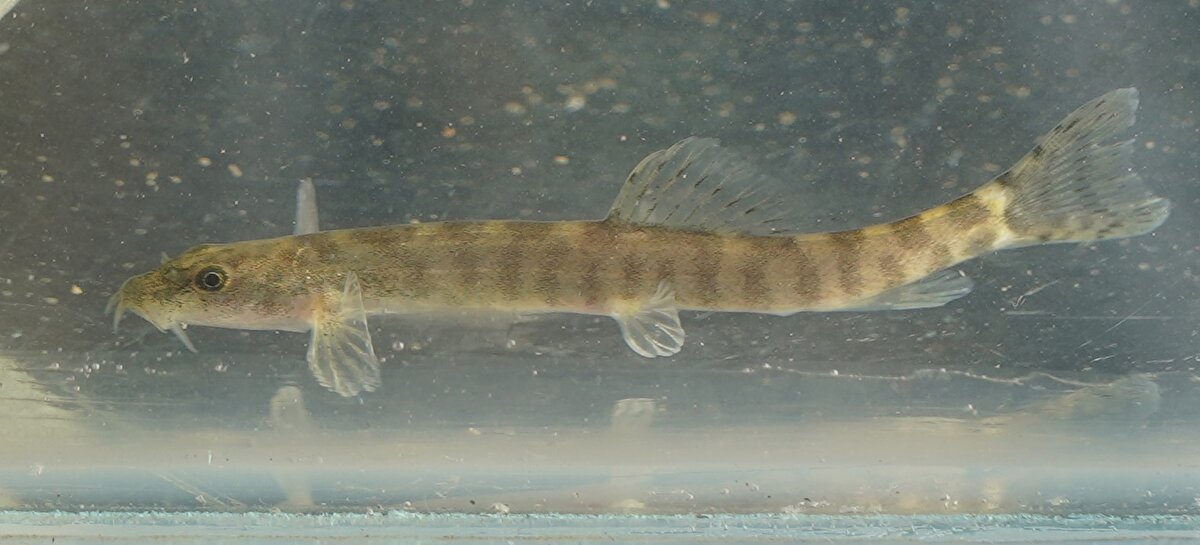 Arş. Gör. Dr. Münevver Oral ise "Yaklaşık yarım asırdır kayıp olan ve aynı zaman dünyanın en fazla aranan 10 balık listesinde yer alan ülkemizin iç sularında bulmanın ve bu türe ait ilk DNA verisinin de gen banka teslim edecek olan araştırmacılardan olmanın heyecan ve gururunu yaşıyoruz. Böylesine bir çalışmana yer almak daha önce çalışılmış ama elinde hiç örnekleri bulunmayan bir türün genetik verilerini ilk defa bizim gen bankasına kazandıracağımız çalışmada yer almaktan çok mutlu ve gururluyuz" şeklinde konuştu.<br><br>