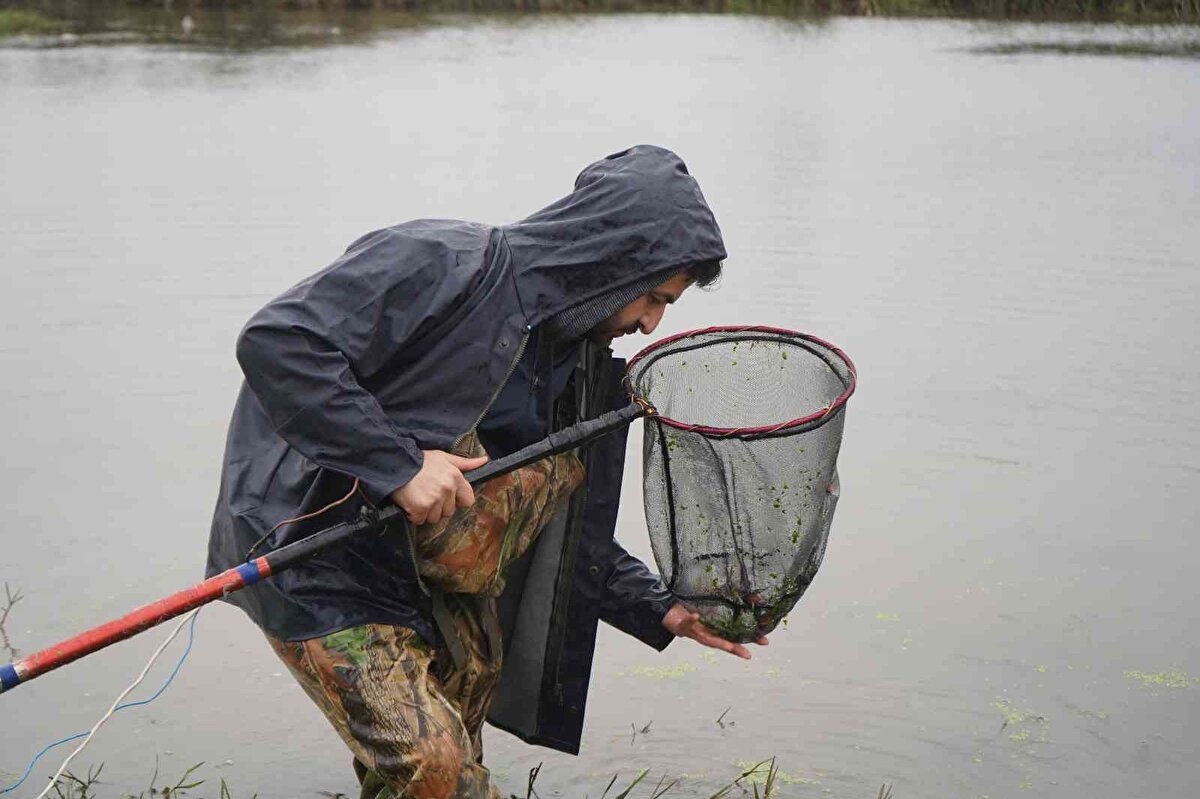 Batman bantlı çöpçü balığının dünyada en çok aranan 10 tür arasında olduğunun altını çizen Kaya "Batman bantlı çöpçü balığı, 'Shoal' adlı organizasyon tarafından risk altında olan ve Dünyada en çok aranan 10 balık türü arasına alınmıştır. 'Shoal' yetkililerinin bu türün bulunmasıyla ilgili bana ulaşmalarından oldukça mutlu olmuş ve heyecanlanmıştım. Nihayet ilk fırsatta mesai arkadaşım Dr. Münevver Oral ile Batman Barajı'nın giriş suları olan iki farklı akarsuda bir saha çalışması gerçekleştirdik" ifadelerini kullandı.<br><br>