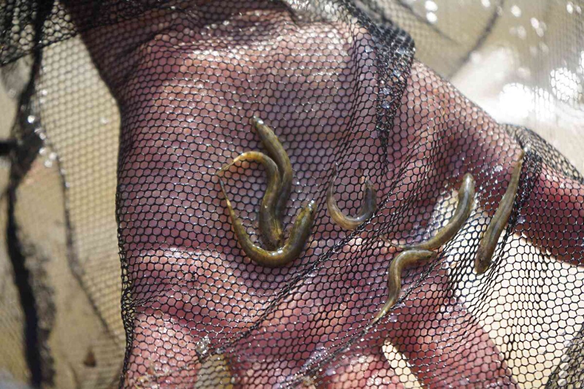 Batman bantlı çöpçü balığı hakkında bilgi veren Doç. Dr. Cüneyt Kaya"Teodor T. Nalbant tarafından tanımlanarak isimlendirilmiştir. Bu tanımlama 1974 yılında Prof. Dr. Ali Kelle tarafından Batman Suyu ve Ambar Çayı'ndan toplanmış 4 birey ile yapılmıştır. Bilinen en büyük boyu 36 mm'dir. 47 yıl önce tespit edilen bu örneklere bir daha rastlanılmamıştır. Bu türün tekrar bulunabilmesiyle ilgili Türk ve yabancı bilim insanları çeşitli girişimlerde bulunmuş olsalar da bu çabalar sonuçsuz kalmıştır" dedi.