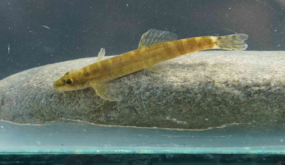 Shoal adlı Doğa Koruma Örgütü tarafından dünyanın en çok aranan 10 balık türü arasına yer alan Batman bantlı çöpçü balığının RTEÜ'lü akademisyenler tarafından Batman ve Diyarbakır illerinde bulunan iki farklı akarsuda yeniden keşfi bilim dünyasında oldukça dikkat çekti.