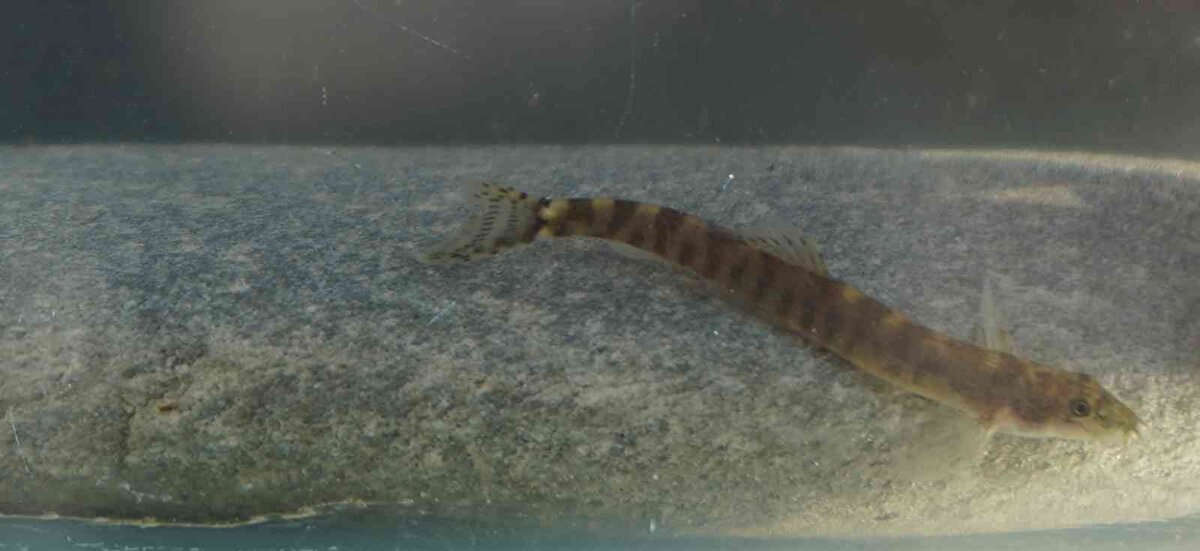 Hedeflerinin bulunan türün yeniden tanımlanmasını yapmak olduğunu kaydeden Kaya "Şimdiki hedefimiz bu yeniden keşfedilen türün güncel karakterlerle yeniden detaylı tanımlamasını yapmak ve bu türü korumak için çalışmalara başlamaktır" dedi.<br><br>