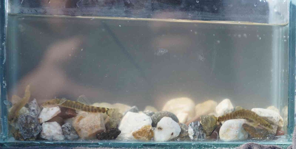 Balık türünü bulduktan sonra emin olmak için Batman bantlı çöpçü balığının çizimlerine baktığında tarifsiz bir mutluluk yaşadığını ifade eden Kaya "Araştırma sırasında yakaladığım bazı çöpçü balıklarını ilk defa görmüştüm. Bölgede 12 yıldır aktif olarak çalıştığım için bu balıkların farklı olduğunu anlamakta zorlanmadım. 12 yıllık saha çalışması tecrübelerim süresince Paraschistura cinsini hiç görmemiştim. Batman bantlı çöpçü balığı Türkiye'deki Paraschistura cinsine ait tek türdür. Bu nedenle, Sarım Deresi'ndeki örnekleme sırasında yakaladığım çöpçü balıklarının daha önce gördüklerimden farklı olduğunu anlamama rağmen hangi cinse ait bir tür olduğunu hemen anlayamamıştım. Çünkü türün karakteristik özelliği olan dikey bantları, yakalandıktan kısa süre sonra stresten dolayı kaybolmuştu. Deredeki çalışmanın sonlarına doğru yakaladığım son bireyde belirgin bantları görünce çok heyecanlandım. Hemen laptopumu açıp Batman bantlı çöpçü balığının orijinal çizimine baktım ve o tarifi zor olan mutluluğu yaşadım. Dünyada en çok aranan 10 balık türünden birini bulmuştuk" şeklinde konuştu.<br><br>