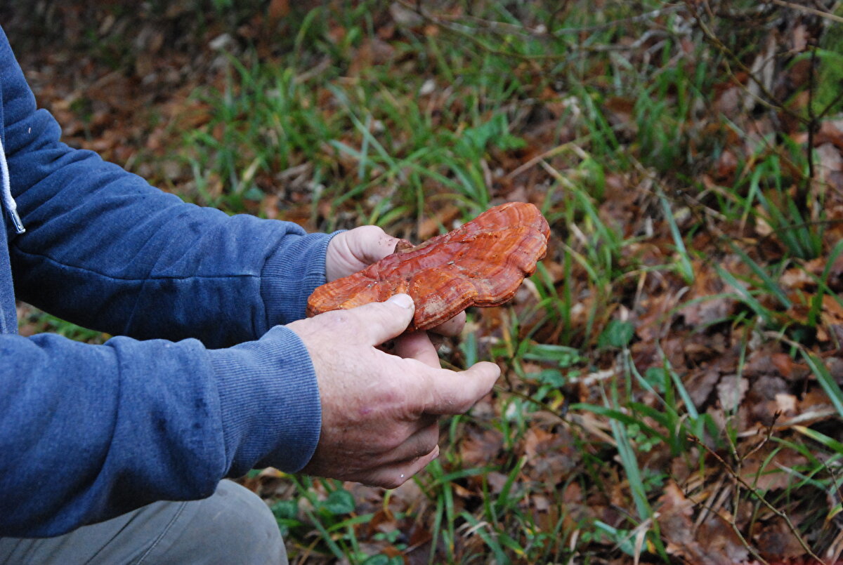 Yılmaz'ın kuruyan meşe ağacının dibindeki mantar dikkatini çekti. Mantarın fotoğrafını çekip, Bartın Üniversitesi'nde mantarlarla ilgilenen Nuri Kaan'a gönderdi. 