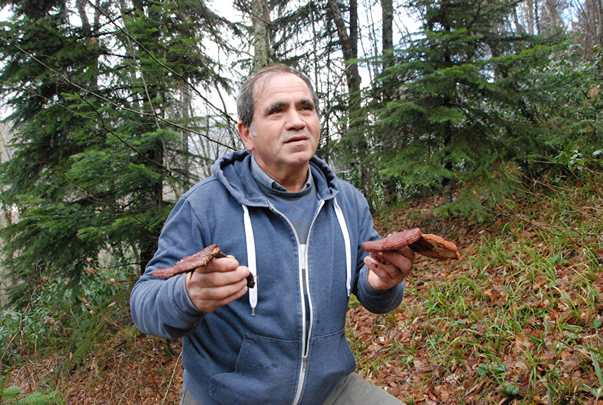 Mantarı kuruyan bir meşe ağacının altında bulduğunu söyleyen Yılmaz, “Ağaçların arasında gezerken, bu mantarı gördüm dikkatimi çekti. Hemen alıp fotoğrafını çektim hocaya attım. O ölümsüzlük mantarı olduğunu söyledi. Daha önce hiç böyle bir mantarla karşılaşmadık. Bu mantarın kilosunun 2 bin liraya satıldığını duydum, alıcısı varsa ben satarım. Ama gerçekten faydalı bir durum olacaksa da mantarı veririm sorun yok" diye konuştu.<br>