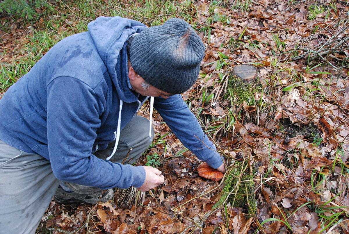 İstanbul'da fotoğrafçılık yaptıktan sonra emekli olup 10 yıl önce Küre Dağları Milli Parkı sınırlarındaki Köklü köyüne dönen İsmail Yılmaz, ormana mantar toplamaya gitti.
