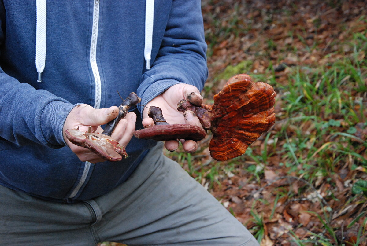 Emekli olduktan sonra fotoğraf ve doğa sevgisi nedeniyle köyüne yerleştiğini söyleyen Yılmaz, “Buraya yerleştikten sonra sürekli ormana mantar toplamaya giderim. Mantarı bulduğuma çok sevindim. Bu mantarı bulduktan sonra eve getirdim, internet sitelerinde araştırma yaptım, sonra ölümsüzlük mantarı, imparator mantarı olduğunu öğrendim. Bu mantarın bağışıklık sistemini güçlendirip, kan dolaşımını düzenleyerek, kalp- damar hastalıklarına karşı koruyucu olduğu belirtiliyor. Ama nasıl tüketildiğini hiç bilgim yok" dedi.