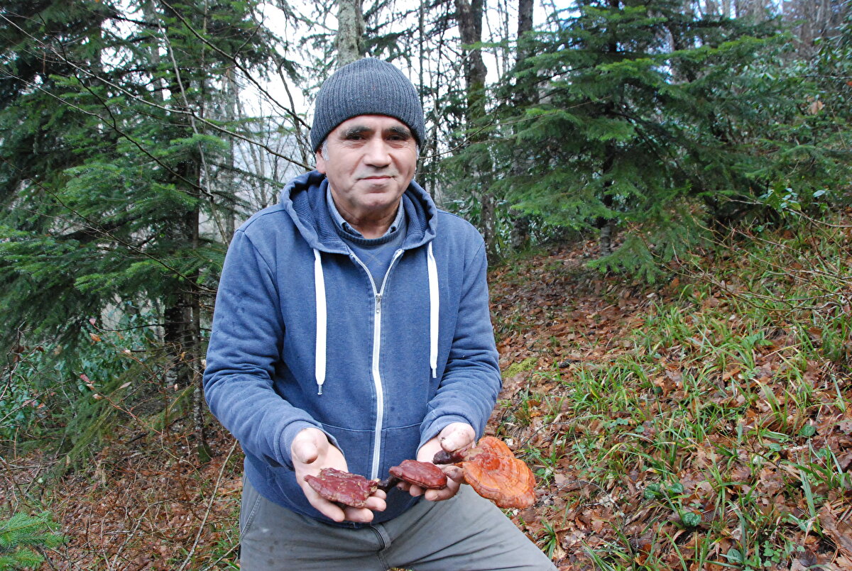 Nuri Kaan, İsmail Yılmaz'ın bulduğu mantarın 'ölümsüzlük mantarı' diye anılan mantar olduğunu söyledi. Yılmaz, meşe ağaçlarının bulunduğu alanda 3 Reishi mantarını toplayıp evine getirdi. 