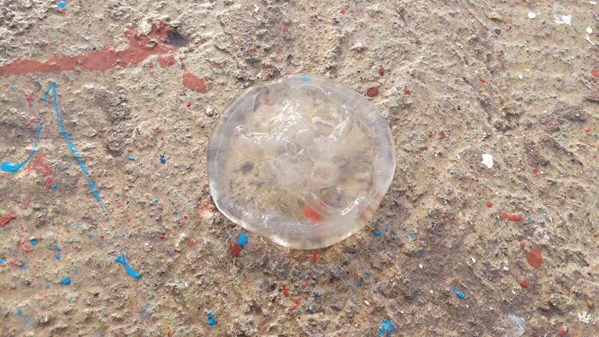 Süleymanpaşa Su Ürünleri Kooperatifi İkinci Başkanı Hüseyin Oğuz da yaptığı açıklamada, “Tabii ki bu denizanası denizde her zaman var. Bu balıkçılık zamanı daha çok oluyor. Bize engel oluyor mu, tabii ki oluyor. Ağlarımızı denizanaları yüzünden denizden alamıyoruz. Ağların gözeneklerine girdiği için almakta zorlanıyoruz. Arada geliyor gidiyor. Şimdi havanın esmesiyle kıyıya vurmaya başladı. O da bir deniz canlısı, ona bir şey diyemeyiz. Deniz canlıları her zaman yüzeyde de var, denizin altında da var. Güzel ve güneşli havalarda suyun üzerine çıktığı doğru. Çıktığı zaman da mesela ağ atarken denizin altını görmüyoruz mesela, kendisi denizin altından çıkıyor. Bu sefer bize zararı çok oluyor. Ama yapabileceğimiz bir şey yok, oda bir deniz canlısı" diye konuştu.