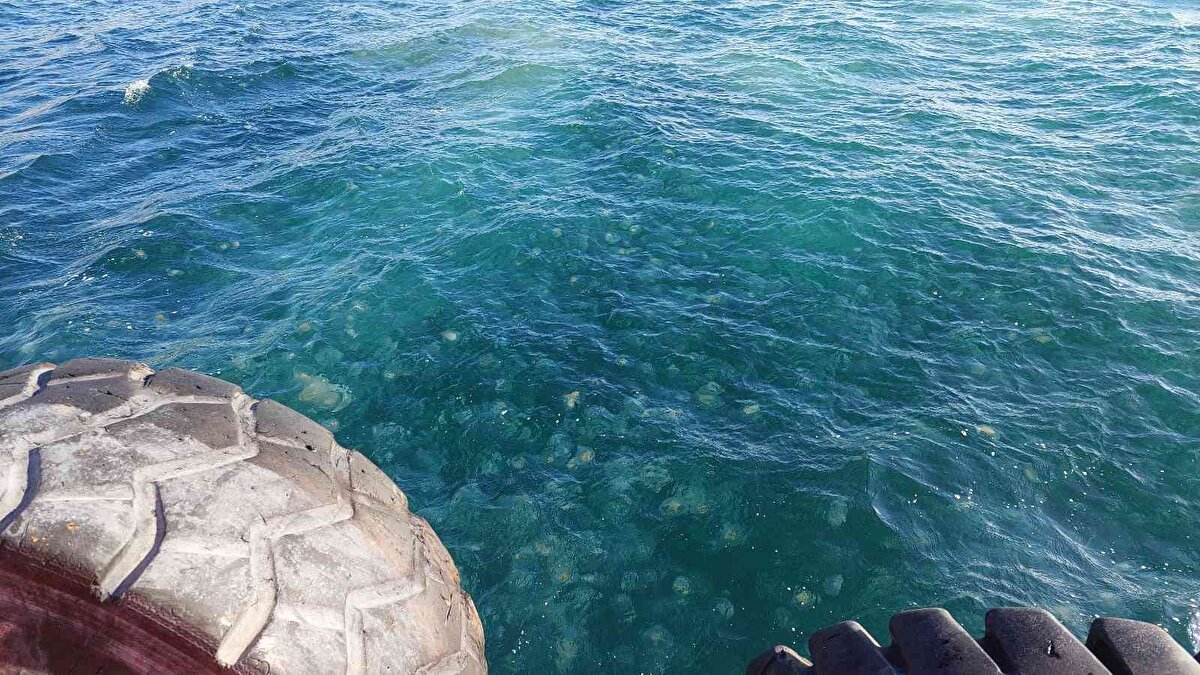 Tekirdağ Namık Kemal Üniversitesi Fen Edebiyat Fakültesi Biyoloji Bölümü Zooloji Anabilim Dalı Öğretim Üyesi Doç. Dr. Deniz Şirin, “Denizanalarında mevsimsel bir durum var.