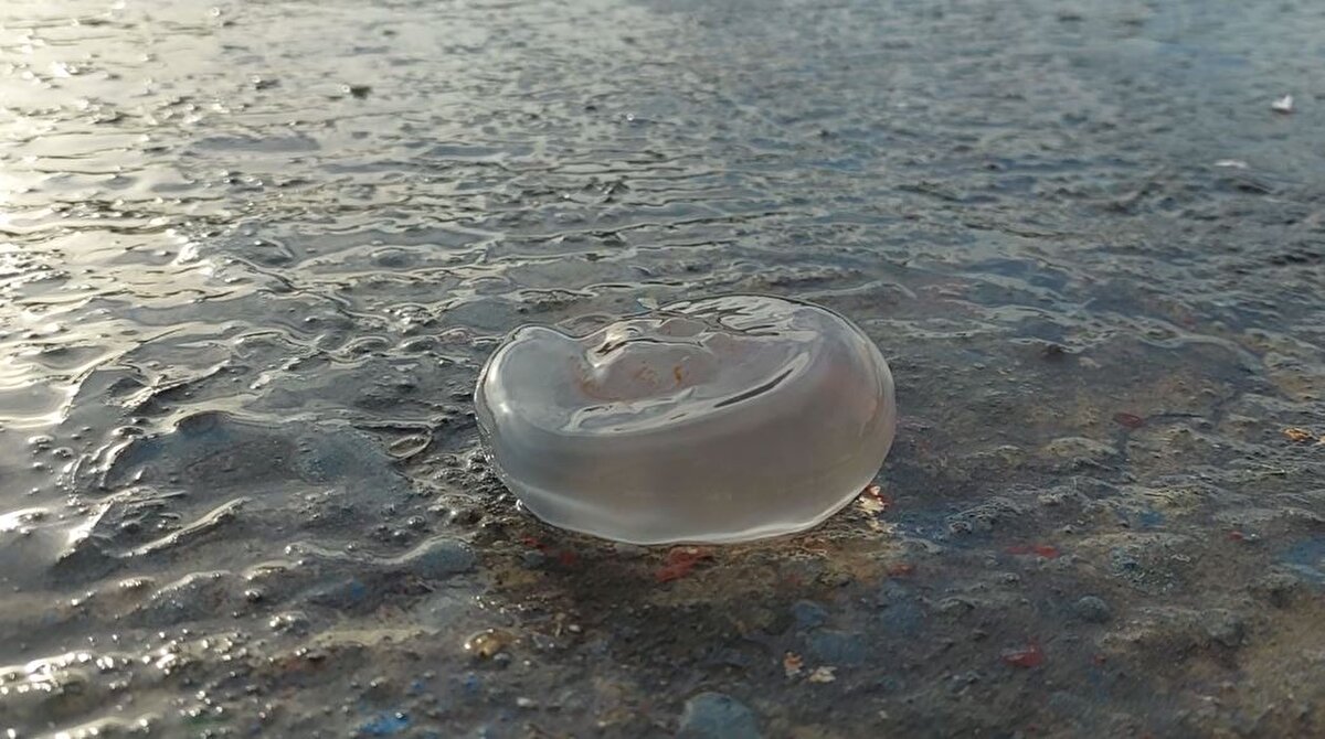 Marmara Denizi'nin Tekirdağ açıklarında denizanası istilası yaşandı. Zaman zaman Marmara Denizi'nin çevresindeki illerin açıklarında kendini gösteren denizanaları, bu kez Süleymanpaşa ilçesi açıklarında kendini gösterdi.