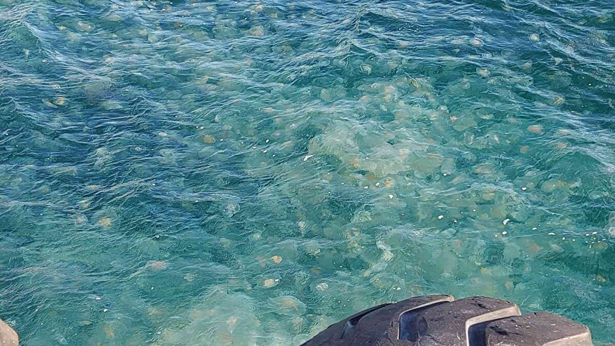 Görülme süreleri uzayabiliyor. Popülasyonları çok yüksek seviyelere çıkabiliyor. Ama bazen de çok düşük seviyelere de inebiliyor. Maalesef bu durumlarla karşılaşma oranları da her geçen gün artıyor. Kesinlikle dokunulmamalı. Çünkü uzantılarında nemetosit dediğimiz bazı yapılar var. Bunlar vücudumuza temas ettiği zaman alerjik reaksiyonlara neden olabilirler ve zehirleyebilir. Bu nedenle denizanalarına kesinlikle dokunmamamız gerekiyor" dedi.