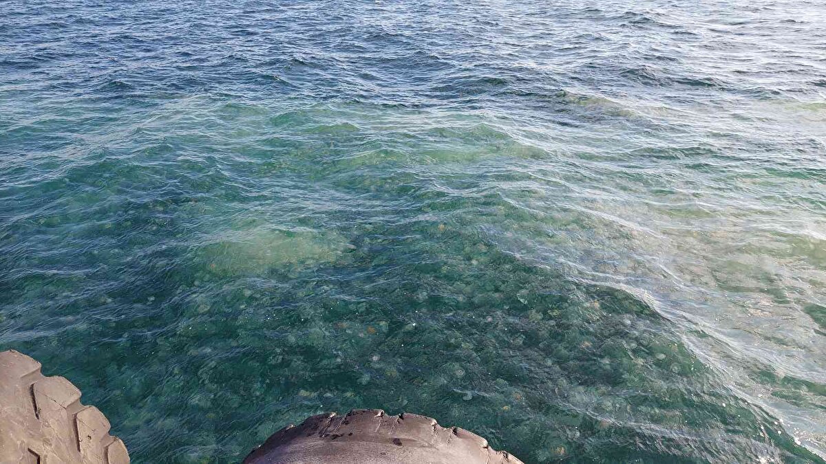 Bulduğum beslenme tiplerinden kaynaklı olarak fitoplanktomları tercih ediyorlar. Planktomlarda özellikle küresel ısınmalardan dolayı ve su sıcaklıklarının uzun sürelerde sabit ve yüksek seviyelerde gitmesi, denizanalarının genel beslenmesini sağlayan fitoplanktomları çoğaltıyor.