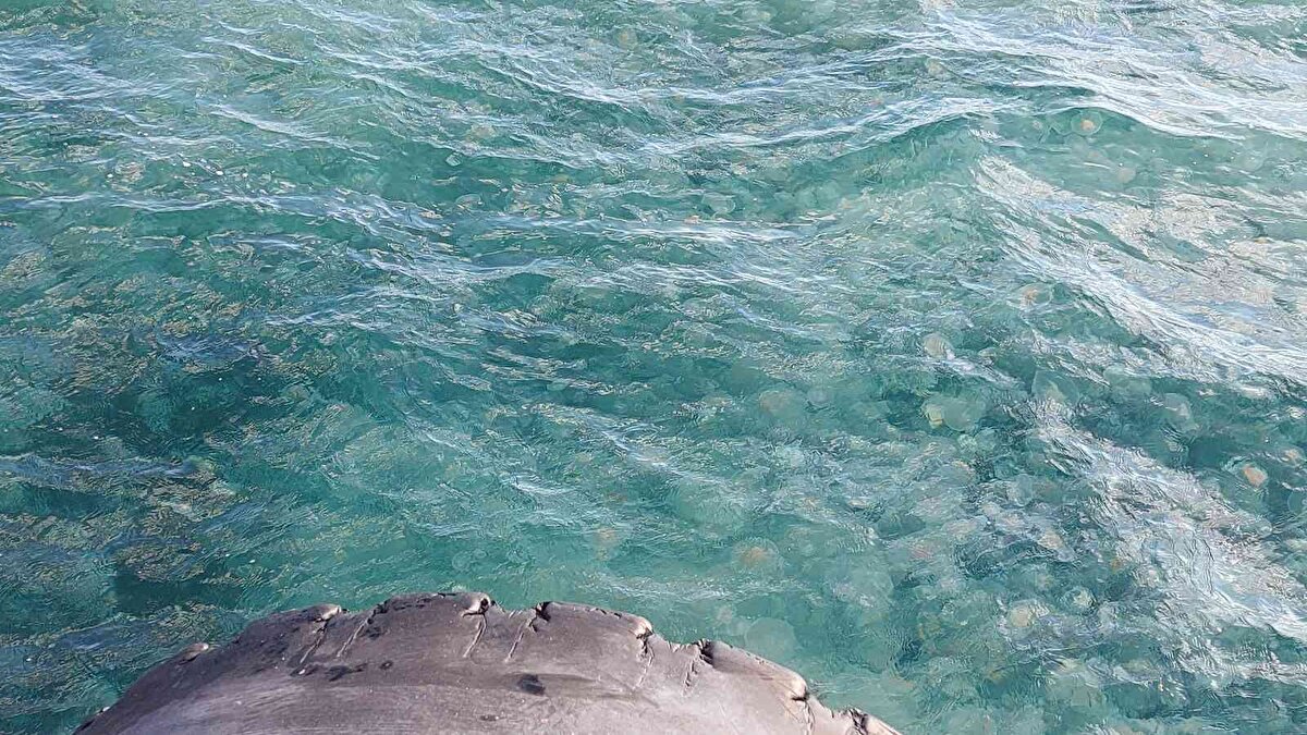 Dolayısıyla da mevsimsel olarak hareket halinde olan denizanaları kütlesel olarak bu fitoplanktomların bulunduğu yerlerde beslenme davranışı gösteriyor. Bu genel bir iklim değişikliğinin getirdiği bir durum. Biz bilim insanları da bunlarla yüzleşiyoruz. Uç noktalar halinde görüyoruz.