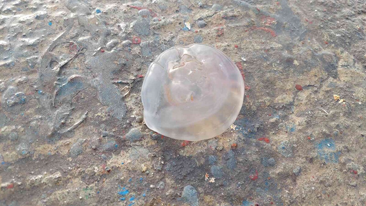 Deniz yüzeyini istila eden denizanaları, gün içerisinde lodosun esmeye başlamasıyla kıyıya doğru sürüklendi.