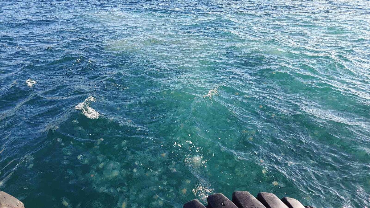 Kıyıda biriken denizanaları vatandaşlar arasında da merak konusu oldu. Uzmanlar, son yüzyılda iklim değişikliğine bağlı olarak daha ılıman kış ve sonrasında daha sıcak yaz mevsimi yaşanmasının etkisiyle su sıcaklıklarının da artış gösterdiğine, yükselen su sıcaklıklarının da denizanası popülasyonunun artmasına sebep solduğunu belirtti.