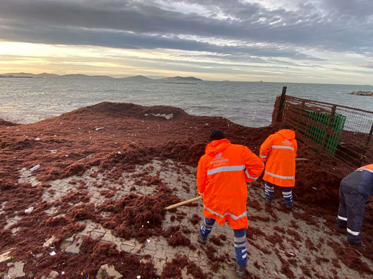 Yosunları temizlemek için İstanbul Büyükşehir Belediye Ekipleri sabah saatlerinden itibaren çalışmaya başladı.<br><br>