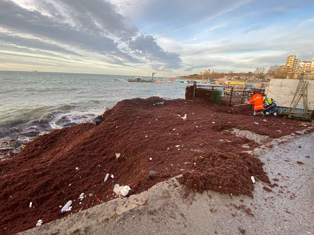 İstanbul'da dün akşam saatlerinden itibaren etkili olan fırtına ve yağmur nedeniyle Kadıköy Caddebostan sahilini yine kırmızı yosunlar kapladı.<br><br>