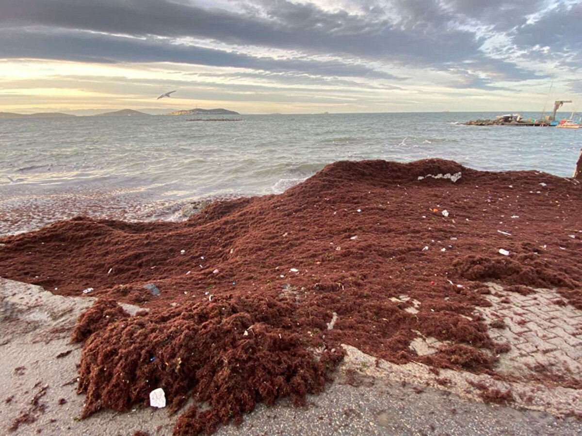 Sahile vuran dev dalgalar nedeniyle kırmızı renkli yosunların sahildeki kayalıkları ve yürüyüş yolunu kapladığı görüldü.<br><br>
