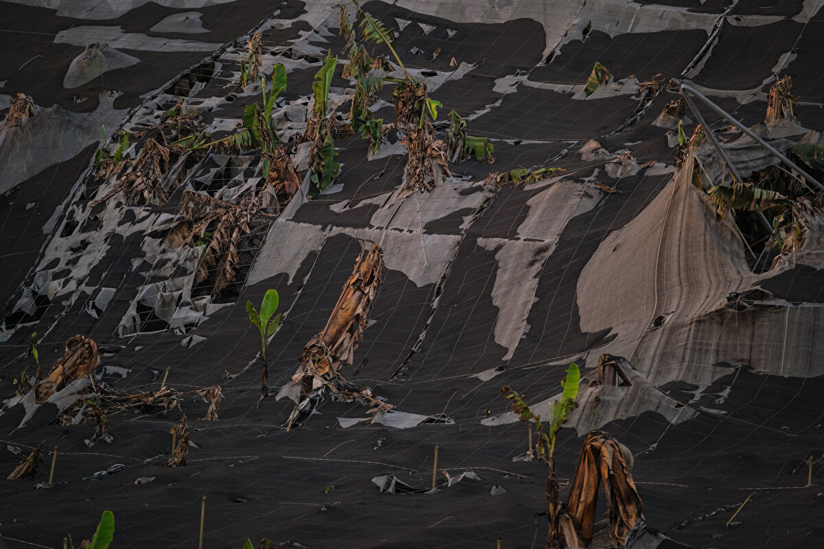 Lavlar yanardağ çevresinde 1182 hektarlık alanı kaplarken, denize dökülen alanda da 48 hektarlık bir delta oluşturdu.<br><br>