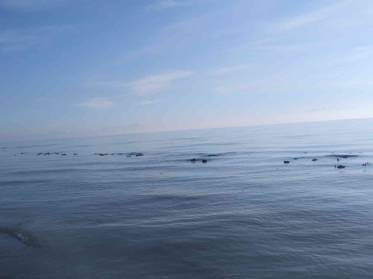 Bitlis’in Adilcevaz ilçesinde Van Gölü’nün çekilmesiyle mikrobiyalitler ortaya çıkmaya başladı.<br><br>