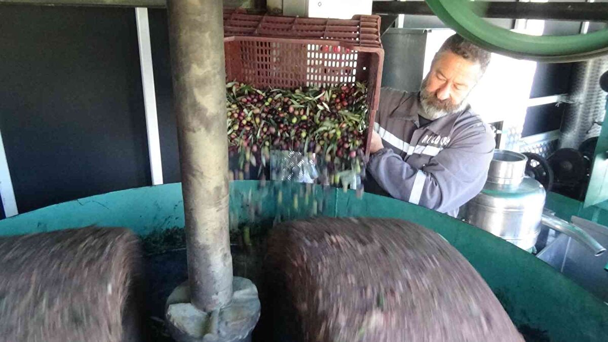 Edremit Körfezinde tamamen organik yollar ile üretilen ve tek tek elle toplanan zeytinlerin taş değirmende ezilmesi ve sonrasında hiçbir baskı işlemi yapılmadan kendi kendine damla damla birikmesi sağlanan zeytin hamurundan çıkan yağ olan zeytin sütü yüksek e vitamini, A.D.K vitaminleri ve yanı sıra polifenoller ve yüzlerce mikro besin içerir. Zeytin sütü kalp damar sağlığına, kötü kolesterolü düşürmeye ve yüksek tansiyonu düşürmeye yardımcı olarak ifade ediliyor.<br><br>